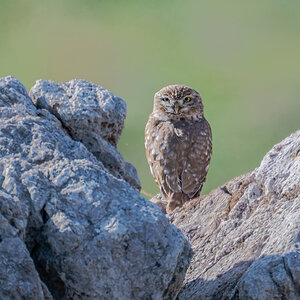 2025-12-04 37 Little Owl.jpg