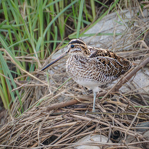 2025-12-04 46 Common Snipe.jpg