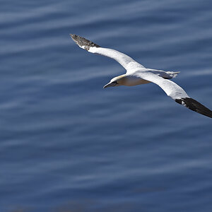 helgoland_basstoelpel_3.jpg