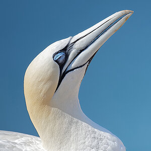 2018-05-27 12 Northern Gannet.jpg