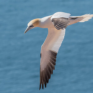 2018-05-27 15 Northern Gannet.jpg