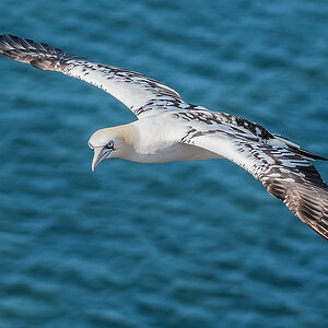 2018-05-27 21 Northern Gannet.jpg
