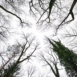 Wald.jpg
