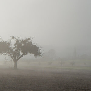 Baum-im-Nebel.jpg