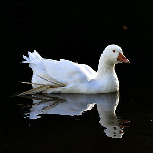 Weiße Gans