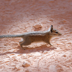 Streifenhörnchen