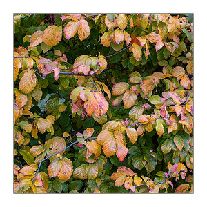 333/365 Rosenstolz – Auch im Regen © 2025 Sabine Lommatzsch