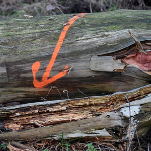 baum_2.jpg