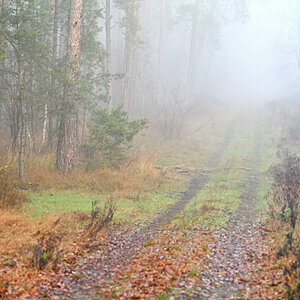 Waldnebel 1.jpg