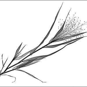 Haarige Rispenhirse_2_BW_1.jpg
