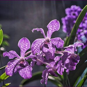comp_2Blumen-lumi.jpg