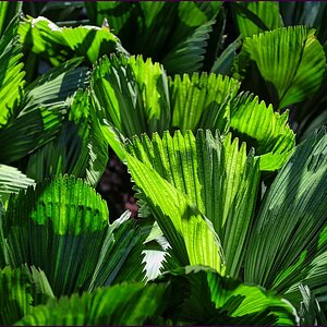 comp_2green2-lumi.jpg