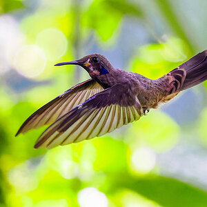 2024-01-03 04 Female Brown Violetear in Flight.jpg