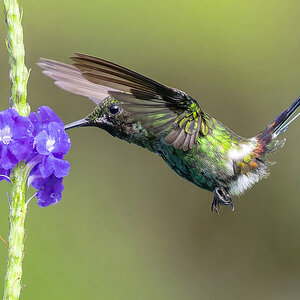 2024-01-03 22 Green Thorntail in Flight.jpg