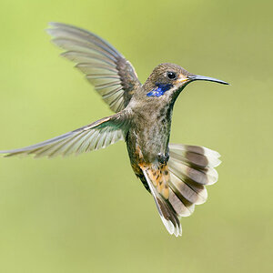2024-01-03 33 Brown Violetear in Flight.jpg