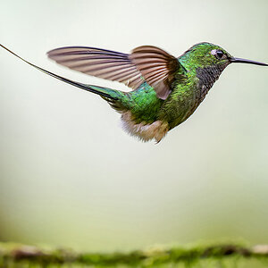 2024-01-04 42 White-booted Racket-tail in Flight.jpg