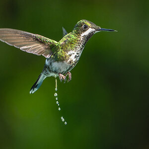 2024-01-06 30 White-necked Jacobin.jpg