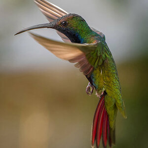 2024-01-22 09 Black-throated Mango in Flight.jpg