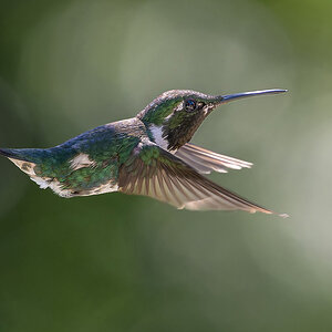 2024-01-22 13 White-bellied Woodstar in Flight.jpg