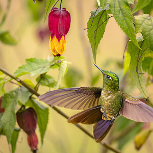 2024-02-06 28 Tyrian Metaltail in Flight.jpg