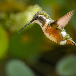 2024-02-06 37 Female White-bellied Woodstar in Flight.jpg