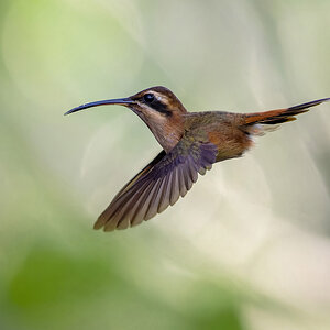 2024-03-08 19 Stripe-throated Hermit in Flight.jpg