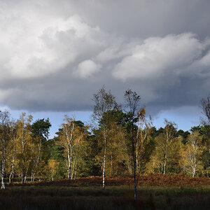 Teverner Heide