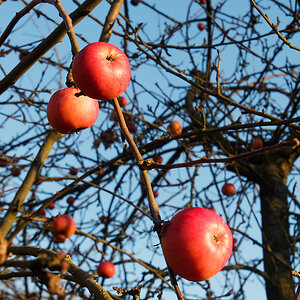 Weihnachtsapfel 1.jpg