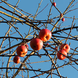 Weihnachtsapfel 2.jpg