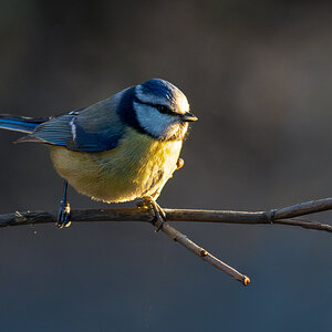 Blaumeise