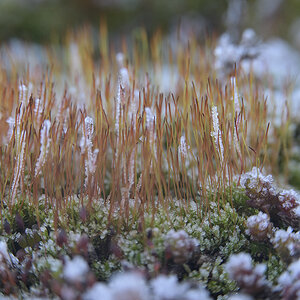 Winter2025_Z810446_12x18x150.jpg