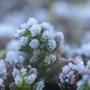 Winter2025_Z810447_12x18x150.jpg