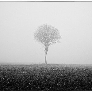 Nebelbaum_BW_1.jpg