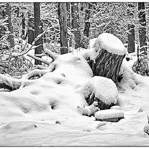 Im Schneewald_BW.jpg