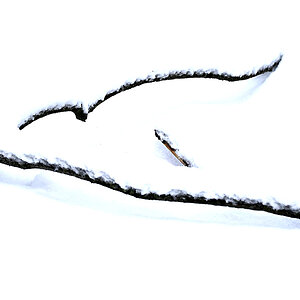 Schneezweig 2_1.jpg