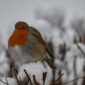 DSC_4036.jpg