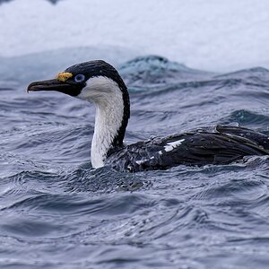 Kormoran I.jpg