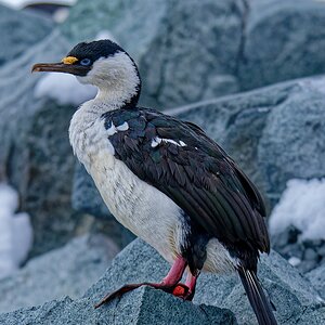Kormoran II.jpg
