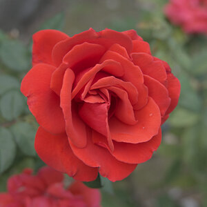U02_5794-NF.jpg