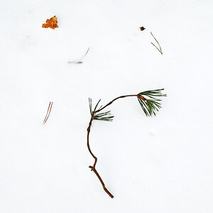 Waldschnee.jpg