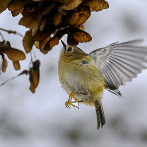 NZ9_2644_Wintergoldhähnchen IIIA_1_2026.jpg
