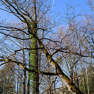 Wald.jpg