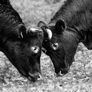Hanau Fasanerie-0367-Bearbeitet.jpg