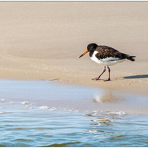 Sylt – Austernfischer am Strand von Westerland