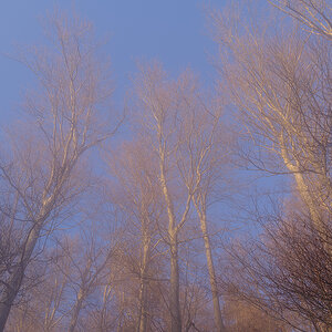 Nebel.jpg