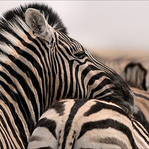 comp Namibia 09 12443