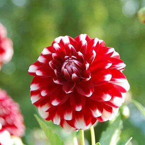 Dahlie