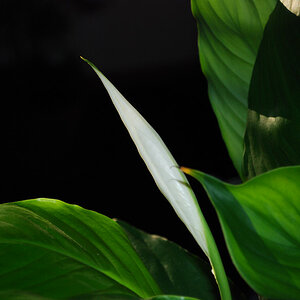 Blume