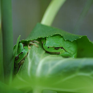 laubfrosch mal zwei