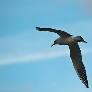 20091017 3082 [NIKON D700]   200 mm  1 3200 Sek. bei ƒ   4,5
